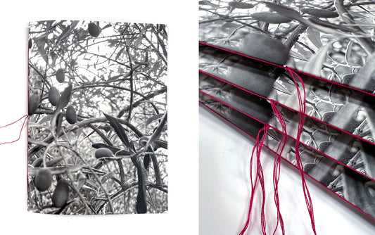 The Olive Orchard, Klea McKenna